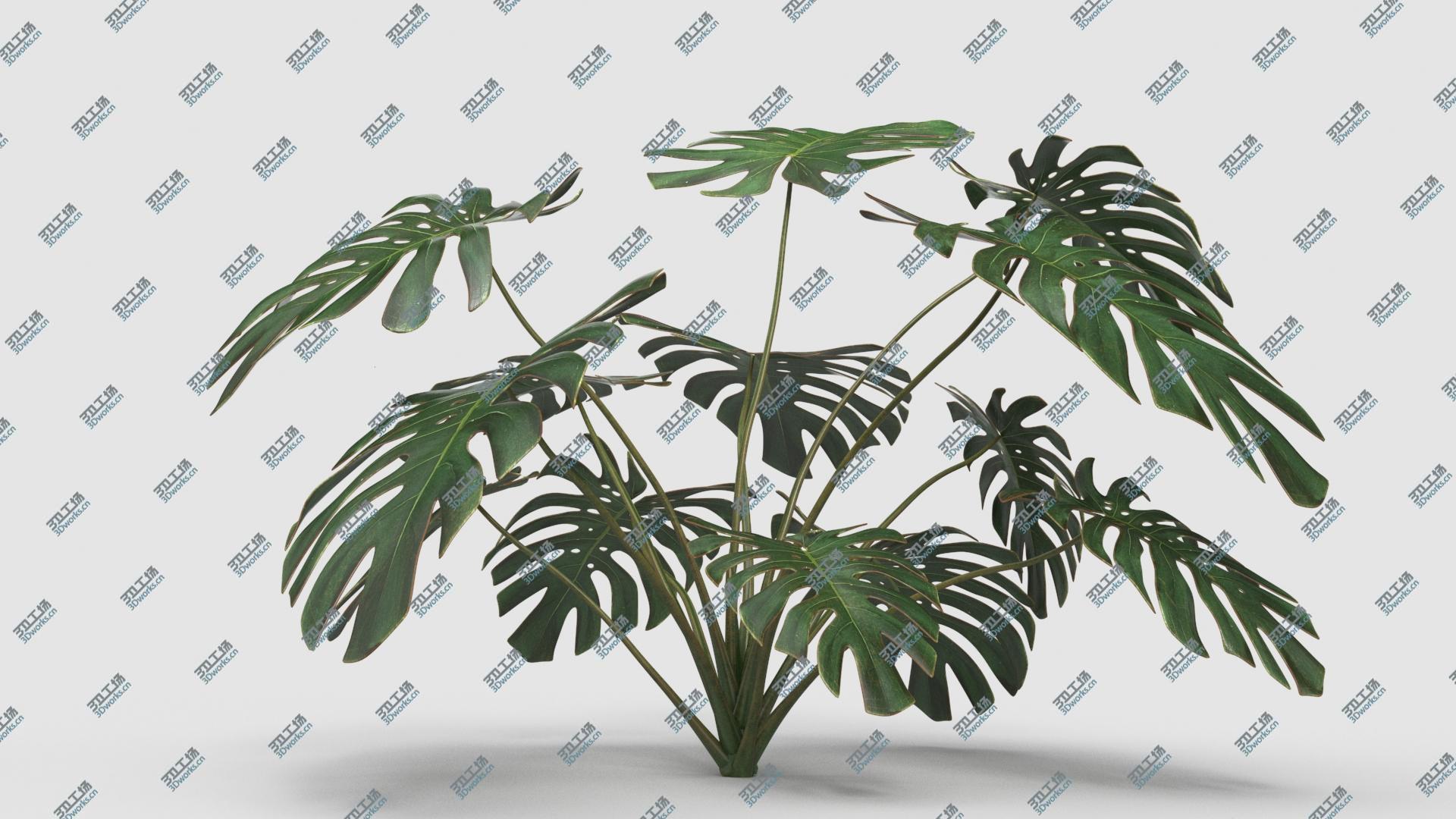 images/goods_img/2021040163/Plant Monstera Deliciosa 3D model/2.jpg